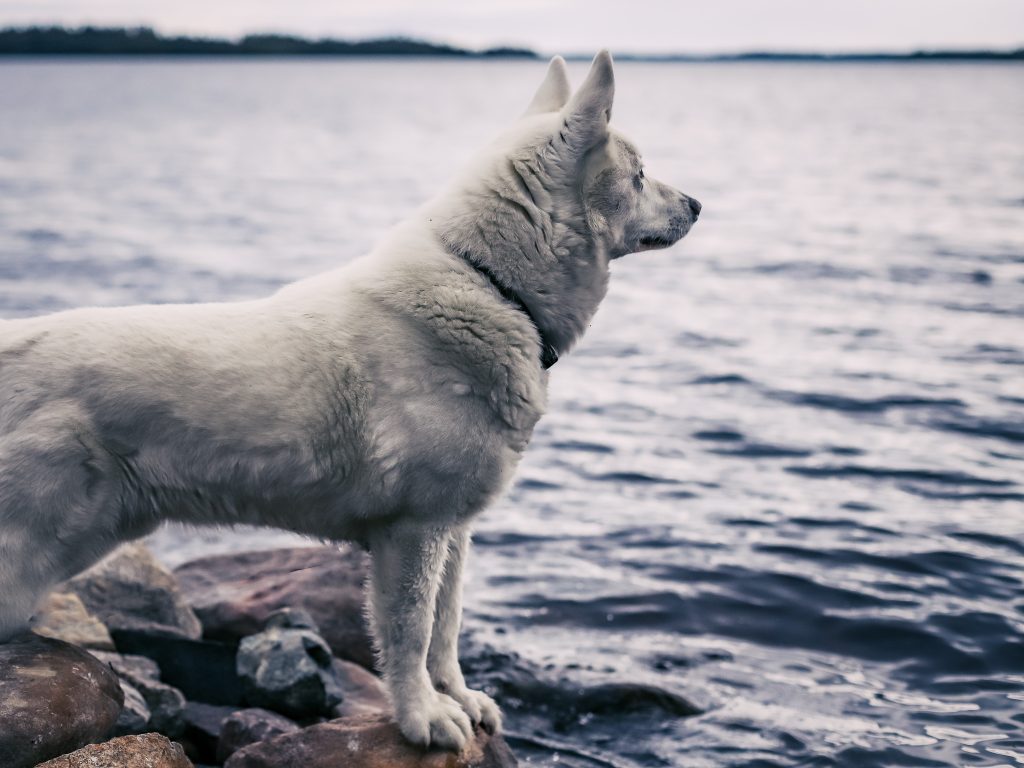 Koira katsoo järvelle.