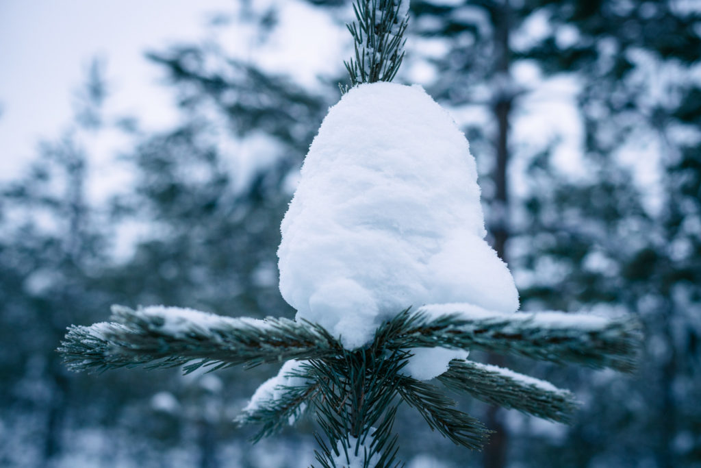 Lumipaakku pienen puun päässä.