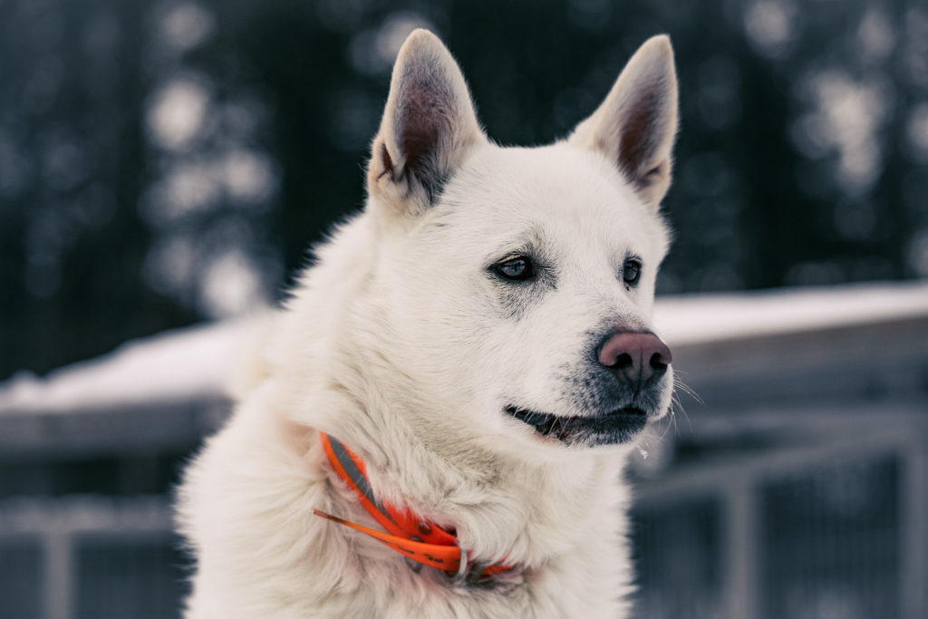 Valokuvaus, valkoinen koira.