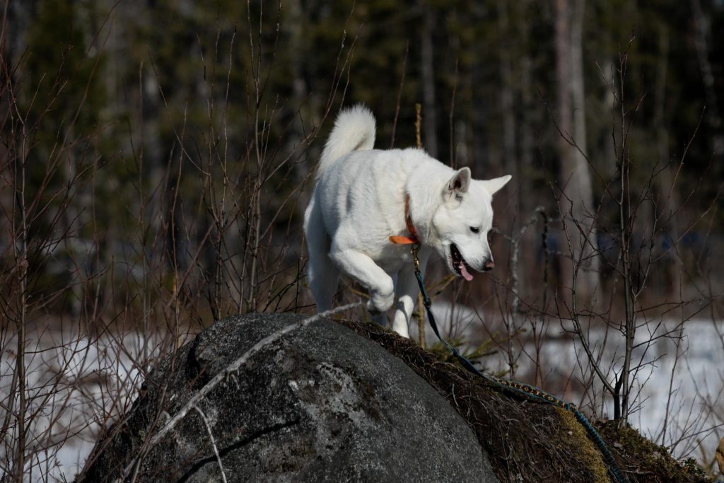 Valkoinen koira kivellä.