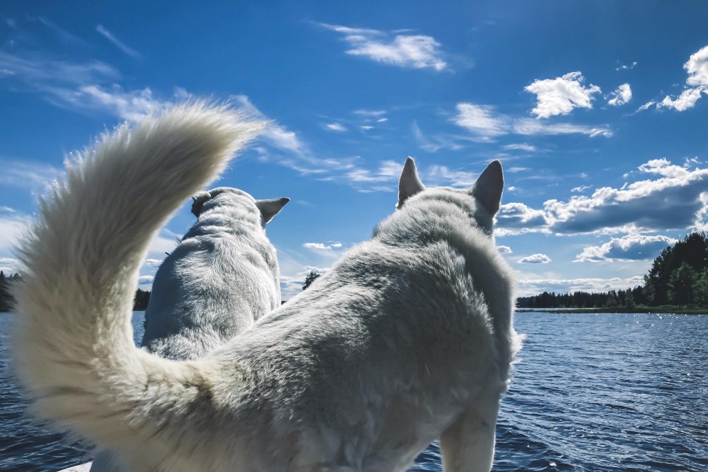 Koirien kanssa veneellä saareen.