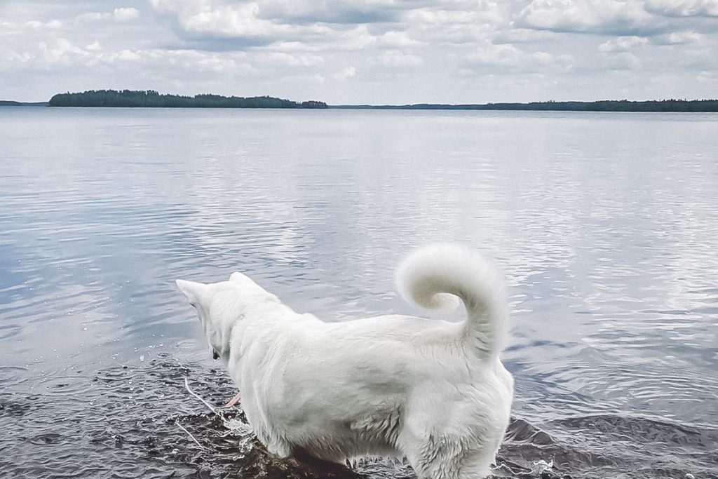 Koira järvessä.