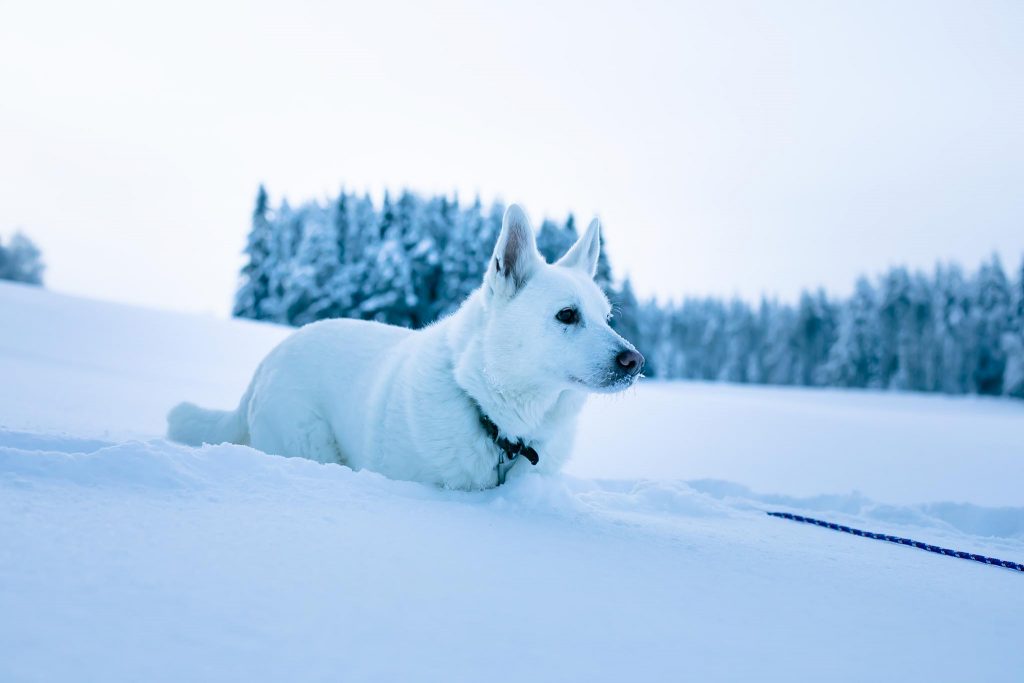 Valkoinen koira keskitalvella lumessa.